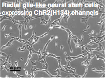 Light-Induced Ion Channel Opening